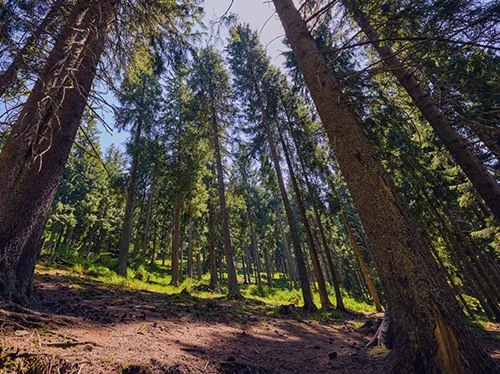 World building not destroying - Photo taken from a forest floor looking up at the surrounding tree growth